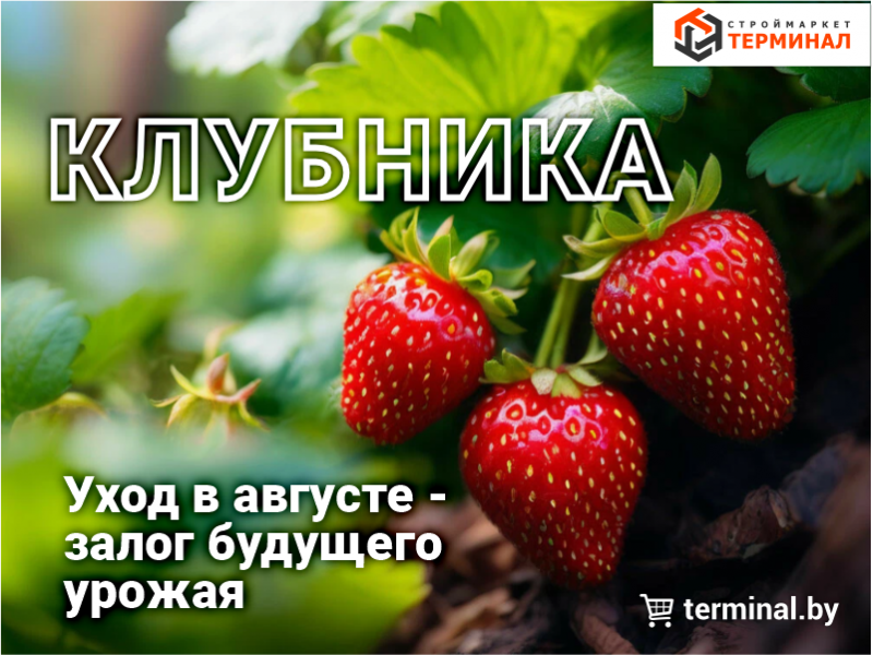 Клубничная перезагрузка: закладываем урожай будущего года Клубничная перезагрузка: закладываем урожай будущего года