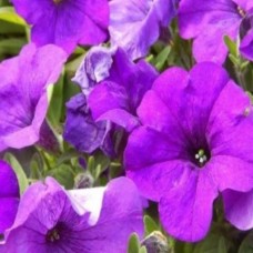 Петуния гибр крупноцв Юлия F1 10шт, Чехия