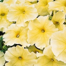 Петуния гибр многоцв Ольга F1 10шт, Чехия