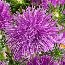 Астра Краллен Картхойзер 0.3г, Германия