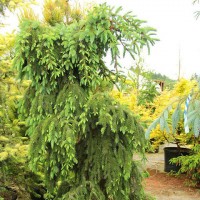 ель/Picea omorica 'Pendula Major' C27,Польша