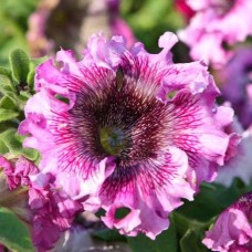 Петуния гибр превосходнейшая Елизавета F1 7шт, Чехия