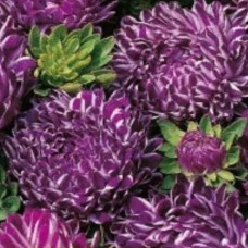 Астра Лента Синяя 0.1г, Германия