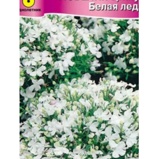 Лобелия эринус Белая леди, Польша