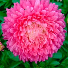 Астра Пионовидная Розовая башня 0.3г, Германия