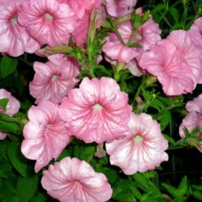 Петуния гибр многоцв Алла F1 10шт, Чехия