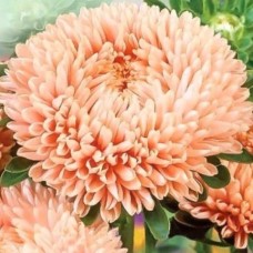 Астра Прекрасный день Лососевый день 0.1г, Германия