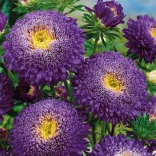 Астра Принцесса Вероника 0.3г, Германия