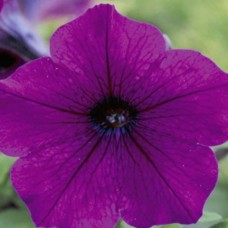 Петуния гибр многоцв Анна F1 10шт, Чехия