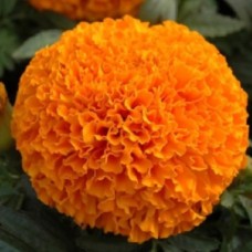 Бархатцы прям Оранжевая Дюна, Германия