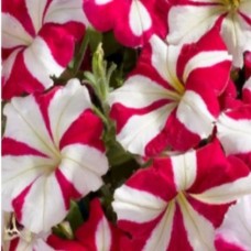 Петуния гибр многоцв Дарья F1 10шт, Чехия