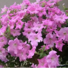 Петуния гибр ампельная Даймонд лиловый F1 5шт, Чехия