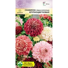 Скабиоза Крупноцветковая темно-пурпурная см 0.3г, Германия
