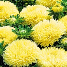 Астра Пионовидная Золотая башня 0.3г, Польша