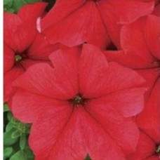 Петуния гибр крупноцв Людмила F1 10шт, Чехия