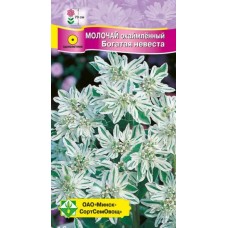 Молочай окаймленный Богатая невеста 0.5г, Германия