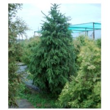 ель/Picea omorica C40,Польша
